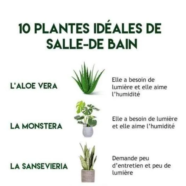 ✨10 plantes idéales pour votre salle de bain ✨
